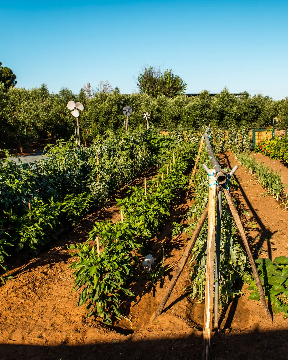 Hileras del huerto de la finca con el olivar al fondo