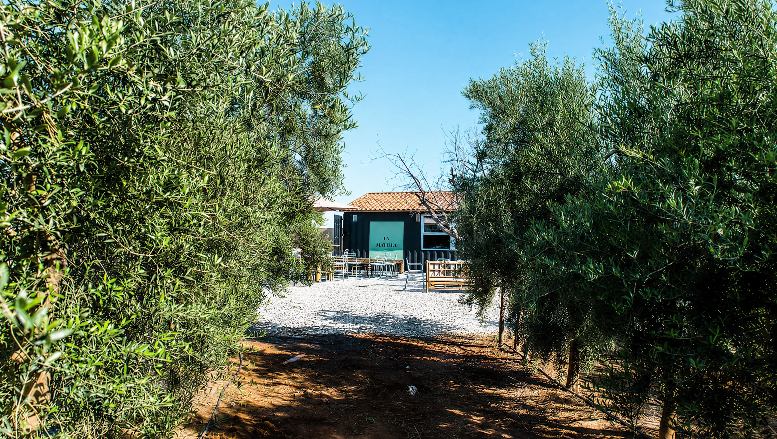 Camino entre las hileras de olivos hacia la finca La Matilla
