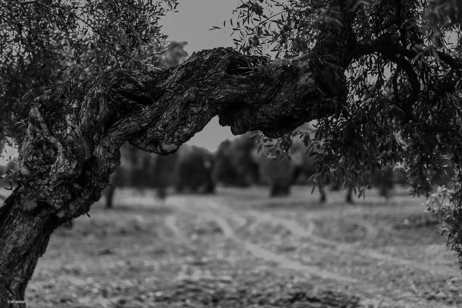 Tronco retorcido de un olivo de la finca en blanco y negro