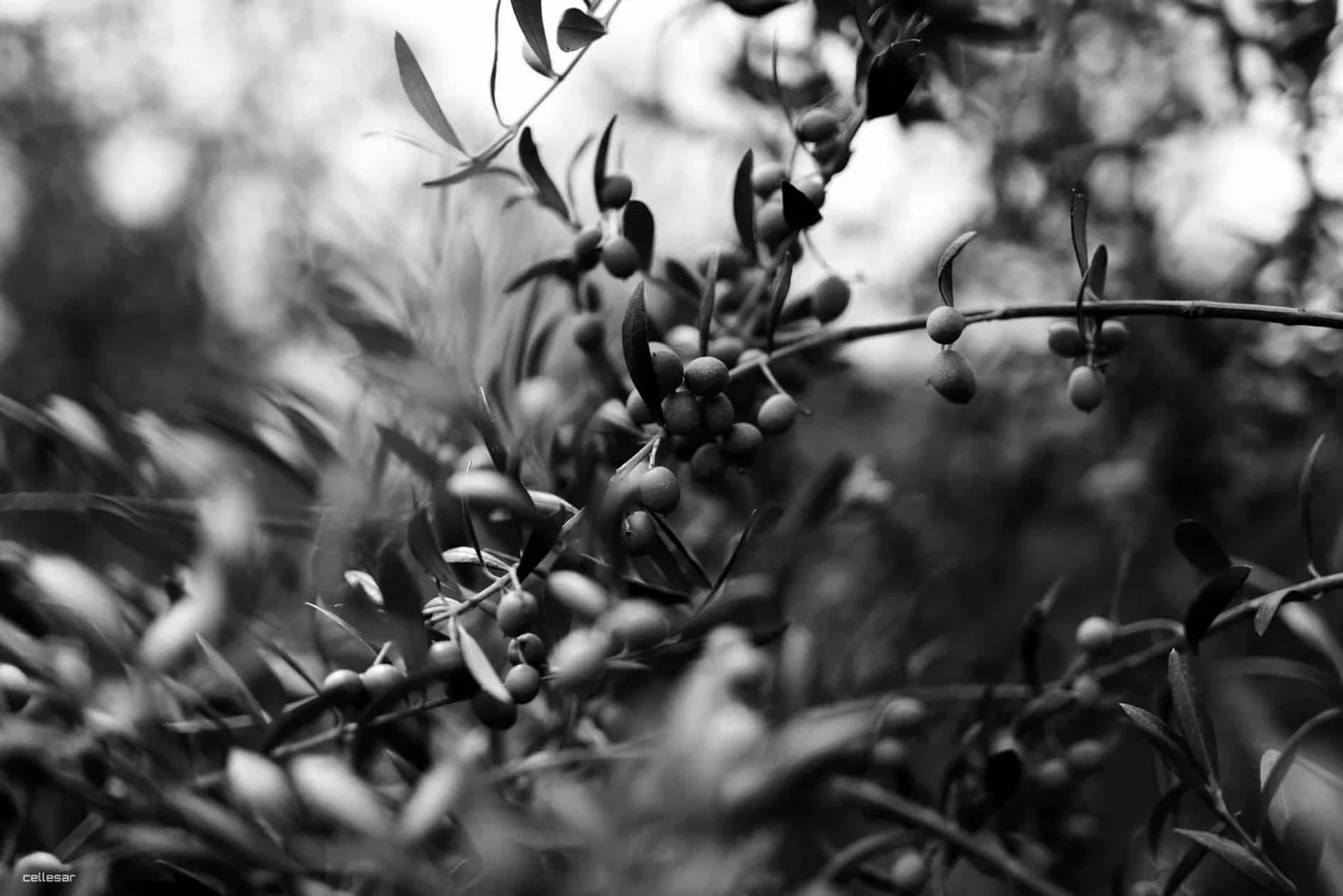 Ramas de olivo con aceitunas en blanco y negro