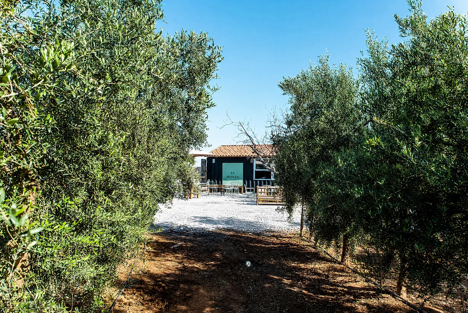 Camino entre olivos hacia un espacio exterior de la finca